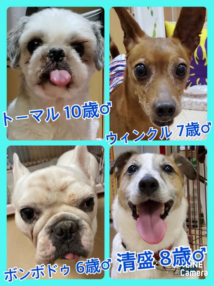 🐾今日の里親様募集中ワンコ🐶メンバーです🐾2021,7,10